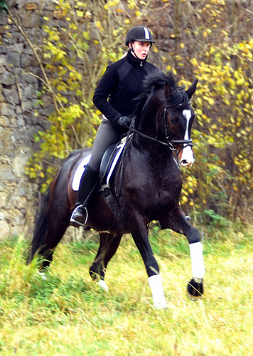 Trakehner Premium Sire SHAVALOU by Freudenfest out of premium-mare Schwalbenspiel by Exclusiv - 15. November 2012 - Foto: Beate Langels - Trakehner Gestt Hmelschenburg