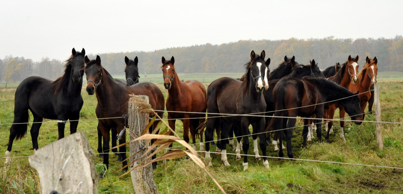 Jhrlingsstuten in Schplitz - Foto: Beate Langels - Trakehner Gestt Hmelschenburg