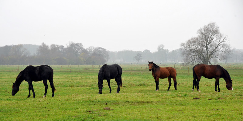 Nachwuchspferde in Schplitz - Foto: Beate Langels - Trakehner Gestt Hmelschenburg