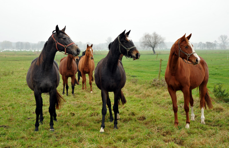 Zweijhrige Stuten in Schplitz - Foto: Beate Langels - Trakehner Gestt Hmelschenburg