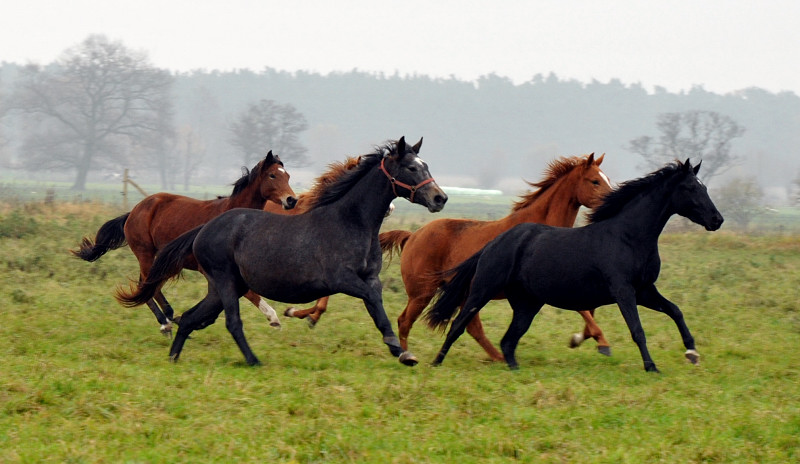 Zweijhrige Stuten  in Schplitz - Foto: Beate Langels - Trakehner Gestt Hmelschenburg