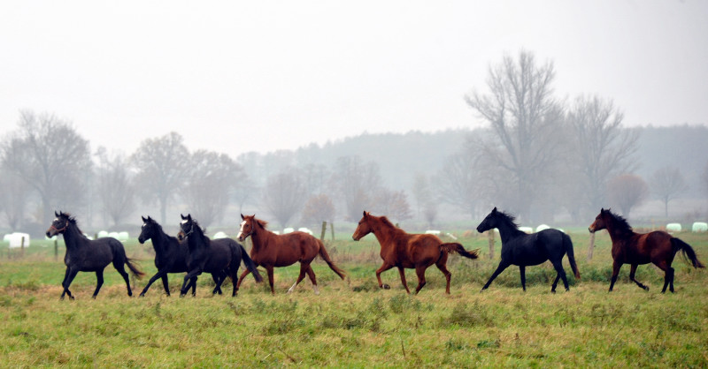 Zweijhrige Stuten  in Schplitz - Foto: Beate Langels - Trakehner Gestt Hmelschenburg