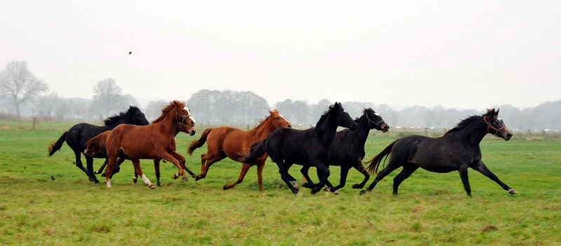 Zweijhrige Stuten  in Schplitz - Foto: Beate Langels - Trakehner Gestt Hmelschenburg