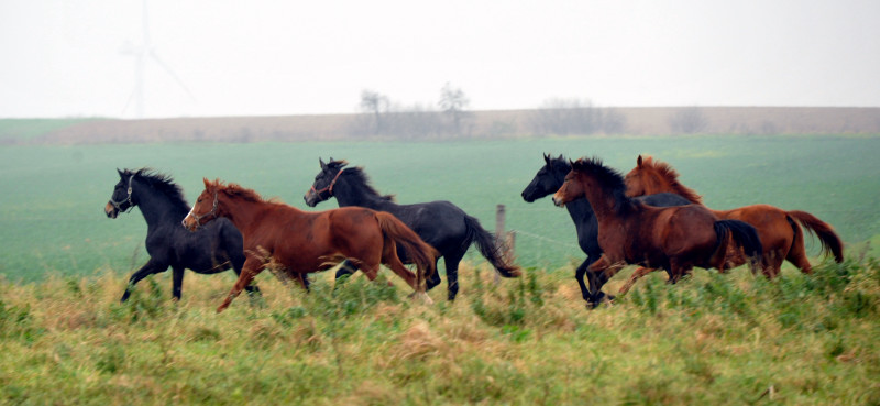 Zweijhrige Stuten  in Schplitz - Foto: Beate Langels - Trakehner Gestt Hmelschenburg