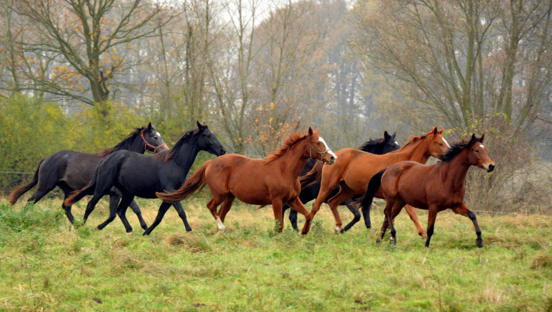 Zweijhrige Stuten  in Schplitz - Foto: Beate Langels - Trakehner Gestt Hmelschenburg