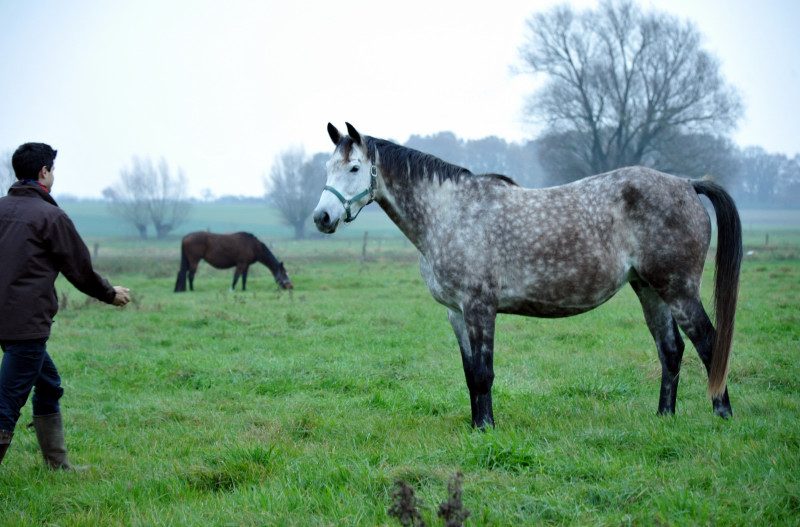 Teatime von Summertime in Schplitz - Foto: Beate Langels - Trakehner Gestt Hmelschenburg