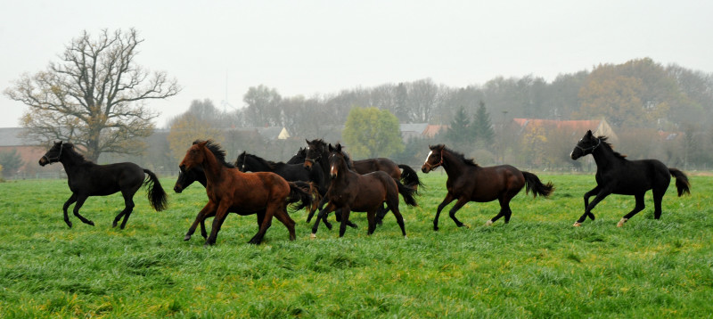 Jhrlingshengste in Schplitz - Foto: Beate Langels - Trakehner Gestt Hmelschenburg