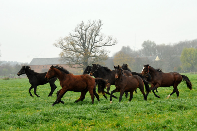 Jhrlingshengste in Schplitz - Foto: Beate Langels - Trakehner Gestt Hmelschenburg