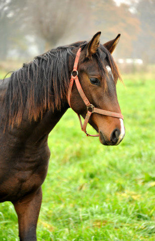 Jhrlingshengst von Exclusiv u.d. Schwalbenfee v. Freudenfest in Schplitz - Foto: Beate Langels - Trakehner Gestt Hmelschenburg