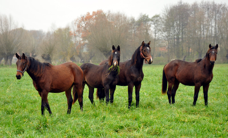 Jhrlingshengste in Schplitz - Foto: Beate Langels - Trakehner Gestt Hmelschenburg