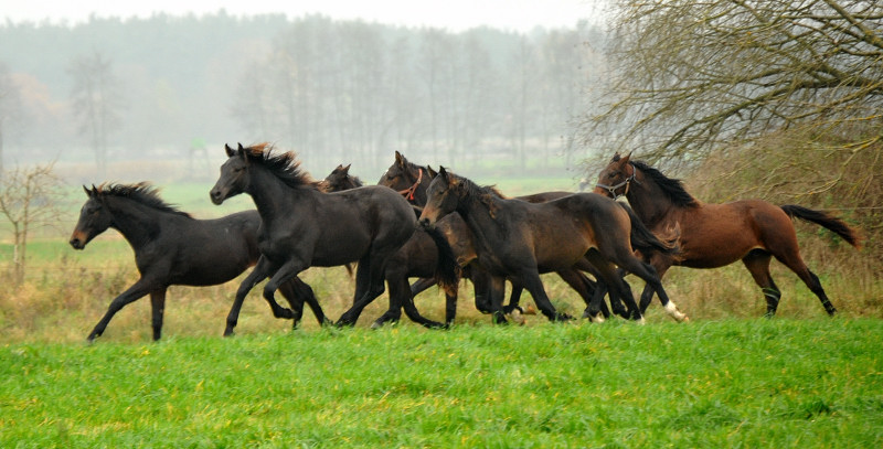 Jhrlingshengste in Schplitz - Foto: Beate Langels - Trakehner Gestt Hmelschenburg