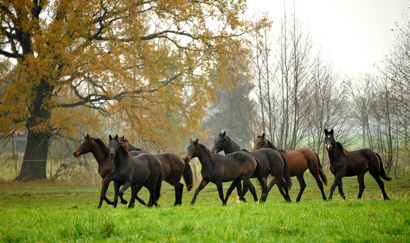 Jhrlingshengste in Schplitz - Foto: Beate Langels - Trakehner Gestt Hmelschenburg