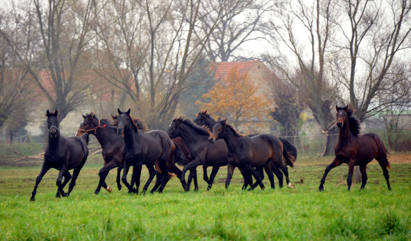 Jhrlingshengste in Schplitz - Foto: Beate Langels - Trakehner Gestt Hmelschenburg