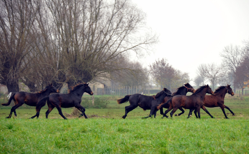 Jhrlingshengste in Schplitz - Foto: Beate Langels - Trakehner Gestt Hmelschenburg