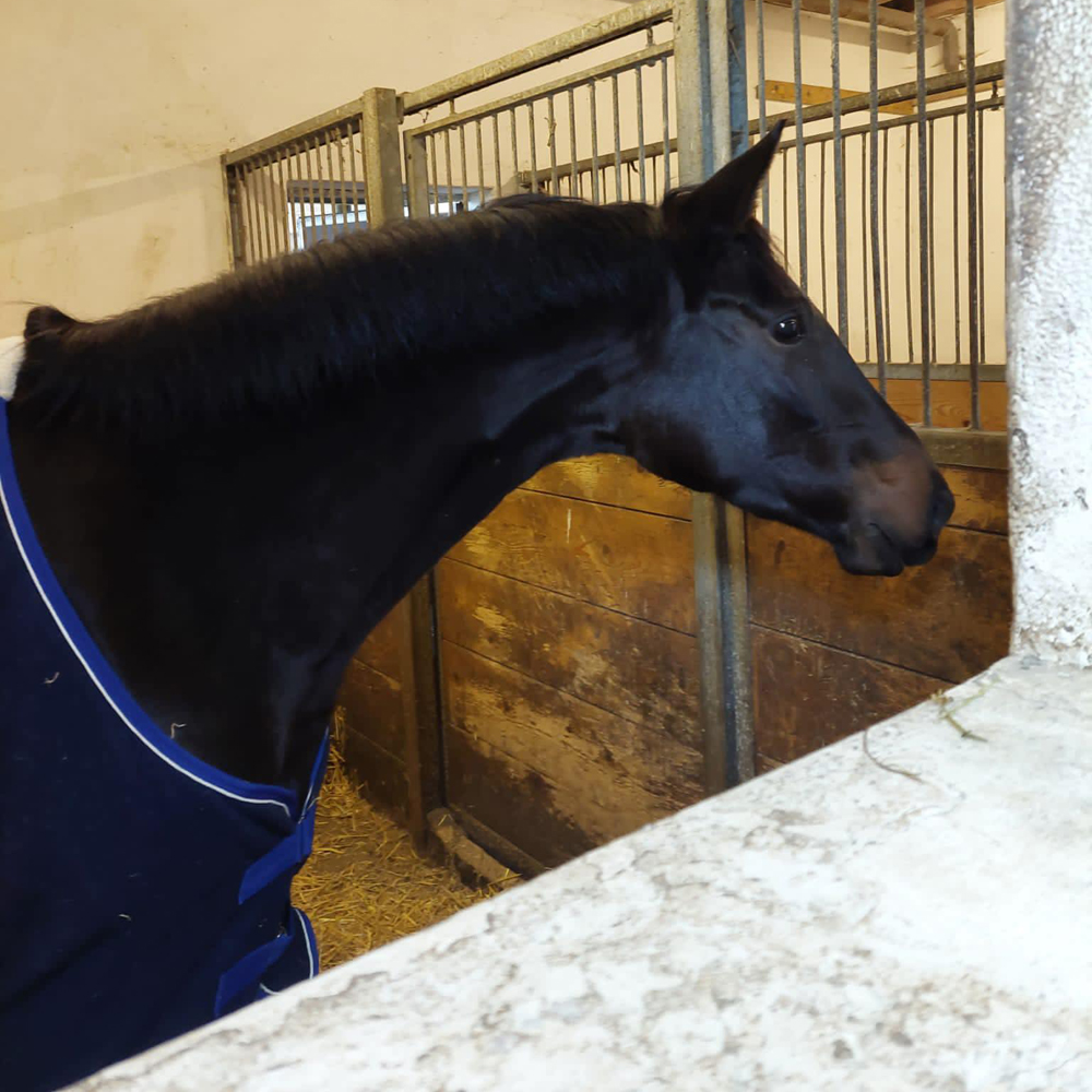 Kaiserglck von Shavalou - Trakehner Gestt Hmelschenburg - 
copyright by Beate Langels