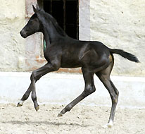 Stutfohlen von Exclusiv u.d. Herzsopran v. Hohenstein