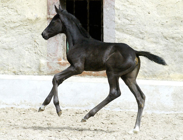 Trakehner Stutfohlen von Exclusiv u.d. Herzsopran v. Hohenstein - Radom, Zchterin: Julia Krhe