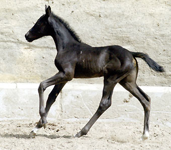 Trakehner Stutfohlen von Exclusiv u.d. Herzsopran v. Hohenstein - Radom, Zchterin: Julia Krhe