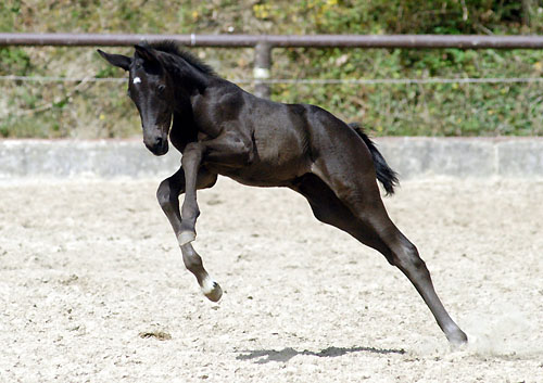 Trakehner Stutfohlen von Exclusiv u.d. Herzsopran v. Hohenstein - Radom, Zchterin: Julia Krhe