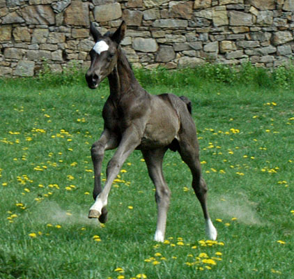 Trakehner Rapphengst von Shavalou u.d. Greta Garbo v. Alter Fritz, Trakehner Gestt Hmelschenburg