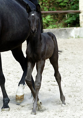 Trakehner Stutfohlen von Exclusiv u.d. Herzsopran v. Hohenstein - Radom, Zchterin: Julia Krhe