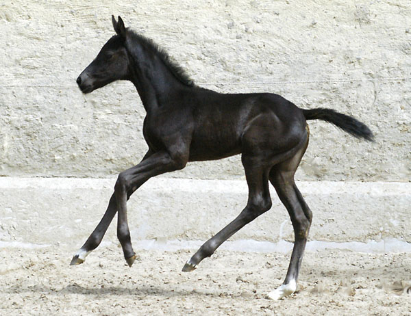 Trakehner Stutfohlen von Exclusiv u.d. Herzsopran v. Hohenstein - Radom, Zchterin: Julia Krhe