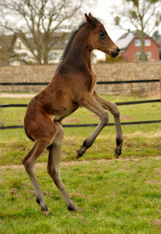 Stutfohlen von High Motion u.d. Elitestute Vicenza v. Showmaster - Foto Beate Langels - Gestüt Schäplitz