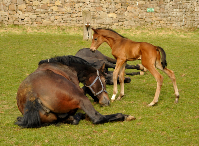 Hengstfohlen von High Motion u.d. Schwalbenlicht v. Imperio - Trakehner Gestüt Hämelschenburg - Beate Langels