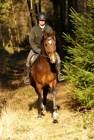 4jhriger Trakehner von Saint Cyr x Red Patrick xx Anfang Mrz 2016 - Foto Beate Langels - Gestt Hmelschenburg