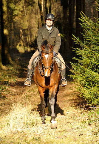 4jhriger Trakehner von Saint Cyr x Red Patrick xx Anfang Mrz 2016 - Foto Beate Langels - Gestt Hmelschenburg