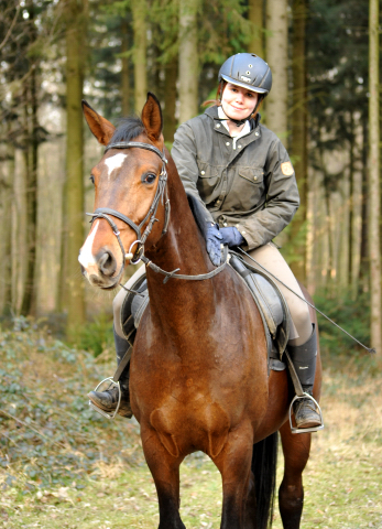 4jhriger Trakehner von Saint Cyr x Red Patrick xx Anfang Mrz 2016 - Foto Beate Langels - Gestt Hmelschenburg