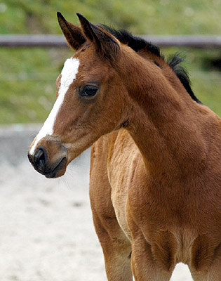 Trakehner Hengstfohlen v. Summertime u.d. Klassic v. Freudenfest u.d. Kassuben v. Enrico Caruso, Zchter: Trakehner Gestt Hmelschenburg Beate Langels