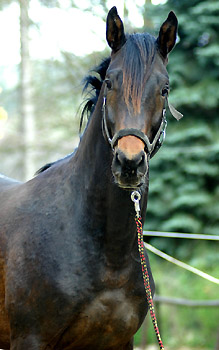 2jhriger Hengst von Meraldik u.d. Schwalbenflair v. Exclusiv - Trakehner Gestt Hmelschenburg - Foto: Beate Langels