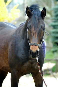 2jhriger Hengst von Meraldik u.d. Schwalbenflair v. Exclusiv - Trakehner Gestt Hmelschenburg - Foto: Beate Langels