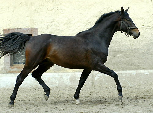 2jhriger Hengst von Meraldik u.d. Schwalbenflair v. Exclusiv - Trakehner Gestt Hmelschenburg - Foto: Beate Langels