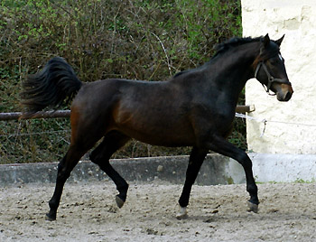 2jhriger Hengst von Meraldik u.d. Schwalbenflair v. Exclusiv - Trakehner Gestt Hmelschenburg - Foto: Beate Langels