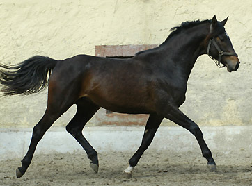 2jhriger Hengst von Meraldik u.d. Schwalbenflair v. Exclusiv - Trakehner Gestt Hmelschenburg - Foto: Beate Langels
