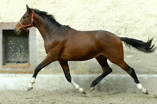 Hengst von Exclusiv u.d. Gwendolyn v. Maestro u.d. Elitestute Gloriette v. Kostolany - Trakehner Gestt Hmelschenburg, Foto: Beate Langels