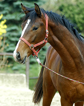 Hengst von Exclusiv u.d. Gwendolyn v. Maestro u.d. Elitestute Gloriette v. Kostolany - Trakehner Gestt Hmelschenburg, Foto: Beate Langels