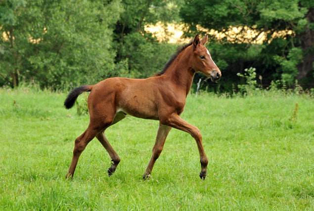 Oldenburger Filly by Oliver Twist out of Beloved by Kostolany - Foto: Beate Langels - Trakehner Gestt 
Hmelschenburg