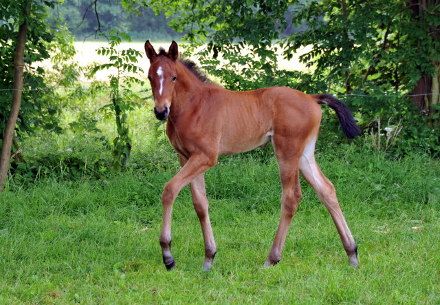 Oldenburger Filly by Oliver Twist out of Beloved by Kostolany - Foto: Beate Langels - Trakehner Gestt 
Hmelschenburg