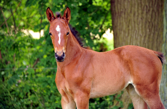 Oldenburger Filly by Oliver Twist out of Beloved by Kostolany - Foto: Beate Langels - Trakehner Gestt 
Hmelschenburg