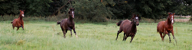 Weideumtrieb der Jhrlingshengste im September 2008