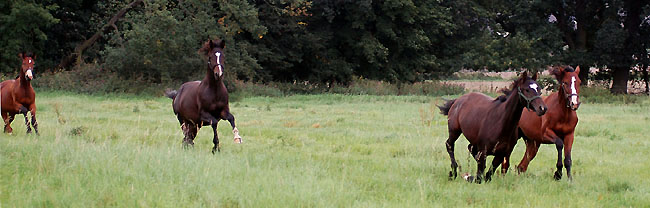 Weideumtrieb der Jhrlingshengste im September 2008