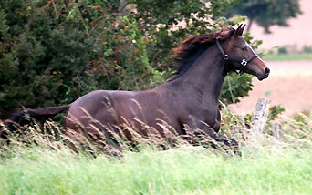 Colt by Kostolany out of ESt. Schwalbenspiel by Exclusiv