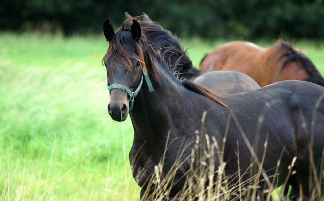 Colt by Summertime - Alter Fritz - Kostolany