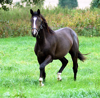 Colt by Kostolany out of Elite mare Schwalbenspiel by Exclusiv