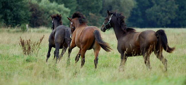 Trakehner Gestt Hmelschenburg im September 2008