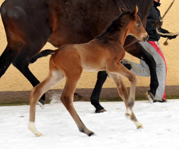 Trakehner colt by Showmaster out of Kaiserspiel by Exclusiv - Gestt Hmelschenburg - Beate Langels