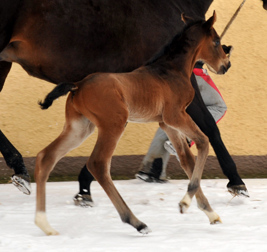 Trakehner colt by Showmaster out of Kaiserspiel by Exclusiv - Gestt Hmelschenburg - Beate Langels